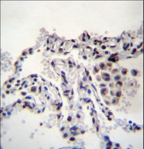 MEIG1 Antibody immunohistochemistry of formalin-fixed and paraffin-embedded human lung tissue followed by peroxidase-conjugated secondary antibody and DAB staining.