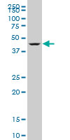 DEAF1 monoclonal antibody (M06), clone 3E6 Western blot of DEAF1 expression in SW-13.