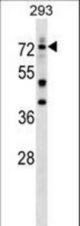 DEAF1 Antibody western blot of 293 cell line lysates (35 ug/lane). The DEAF1 antibody detected the DEAF1 protein (arrow).
