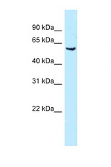 MEIS1 antibody LS-C145858 Western blot of Mouse Kidney lysate. Antibody concentration 1 ug/ml.
