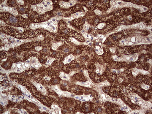 IHC of paraffin-embedded Human liver tissue using anti-NUDT12 mouse monoclonal antibody. (Heat-induced epitope retrieval by 1 mM EDTA in 10mM Tris, pH8.5, 120°C for 3min).