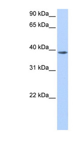 NUDT13 antibody LS-C81295 Western blot of HepG2 cell lysate.