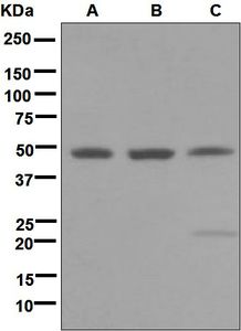 Western blot analysis on (A) U87-MG, (B) K562, and (C) HeLa cell lysates using anti-MEIS1 antibody.