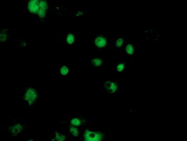 Anti-NUDT18 mouse monoclonal antibody immunofluorescent staining of COS7 cells transiently transfected by pCMV6-ENTRY NUDT18.