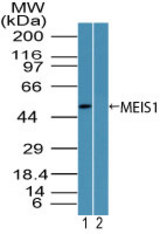 Western blot of MEIS1 in mouse embryo brain lysate in the 1) absence and 2) presence of immunizing peptide using LS-C148605 at3 ug/ml. Goat anti-rabbit Ig HRP secondary antibody, and PicoTect ECL substrate solution, were used for this test.