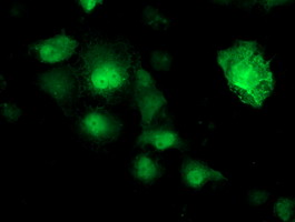 Anti-NUDT18 mouse monoclonal antibody immunofluorescent staining of COS7 cells transiently transfected by pCMV6-ENTRY NUDT18.
