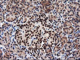 IHC of paraffin-embedded Human pancreas tissue using anti-NUDT18 mouse monoclonal antibody.