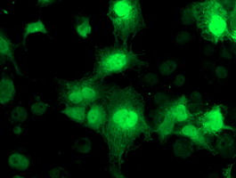 Anti-NUDT18 mouse monoclonal antibody immunofluorescent staining of COS7 cells transiently transfected by pCMV6-ENTRY NUDT18.