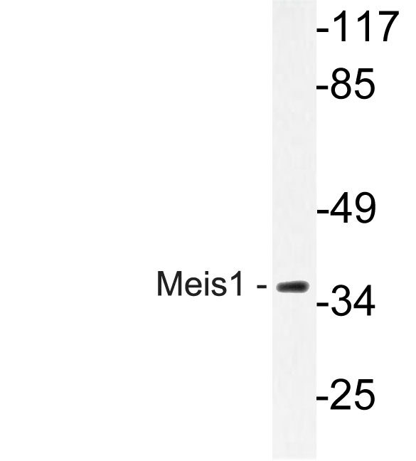 Western blot of Meis1 antibody in extracts from Jurkat cells.