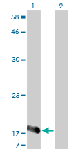 Western Blot analysis of NUDT2 expression in transfected 293T cell line by NUDT2 monoclonal antibody (M01), clone 4A4-3C3.Lane 1: NUDT2 transfected lysate(16.8 KDa).Lane 2: Non-transfected lysate.