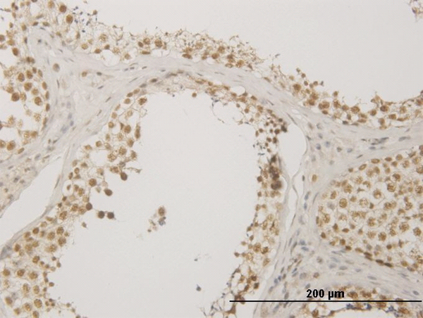 Immunoperoxidase of monoclonal antibody to NUDT21 on formalin-fixed paraffin-embedded human testis. [antibody concentration 3 ug/ml]