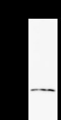 Detection of NUDT21 by Western blot. Samples: Whole cell lysate from human HeLa (H, 25 ug) , mouse NIH3T3 (M, 25 ug) and rat F2408 (R, 25 ug) cells. Predicted molecular weight: 26 kDa