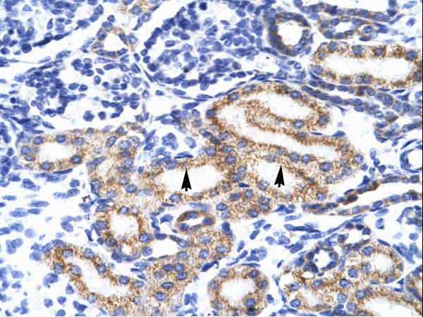 MEIS2 antibody LS-C31141 was used in IHC to stain formalin-fixed, paraffin-embedded human kidney.