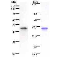 Left : Western blot analysis of immunized recombinant protein, using anti-MEIS2 monoclonal antibody. Right : CBB staining of immunized recombinant protein.