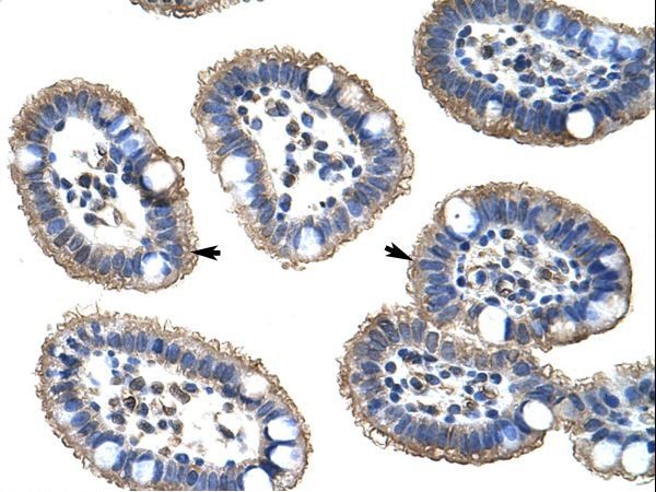 NUDT21 antibody LS-C30630 was used in IHC to stain formalin-fixed, paraffin-embedded human intestine.
