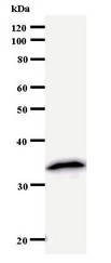 Western blot of immunized recombinant protein using NUDT21 antibody.