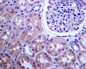 IHC of paraffin-embedded human kidney tissue using anti-NUDT5 antibody.