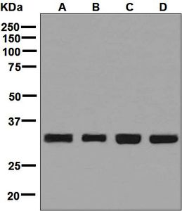 Western blot analysis on (A) U937, (B) HeLa, (C) 293T, and (D) HepG2 cell lysates using anti-NUDT5 antibody.