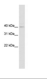 Fetal kidney Lysate