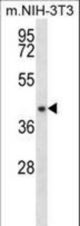 NUDT9 Antibody western blot of mouse NIH-3T3 cell line lysates (35 ug/lane). The NUDT9 antibody detected the NUDT9 protein (arrow).