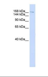 Fetal lung lysate. Antibody concentration: 1.0 ug/ml. Gel concentration: 6-18%.