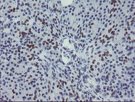 IHC of paraffin-embedded Human pancreas tissue using anti-MEIS3 mouse monoclonal antibody. (Heat-induced epitope retrieval by 10mM citric buffer, pH6.0, 100C for 10min).