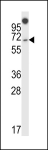 NUMBL Antibody western blot of 293 cell line lysates (35 ug/lane). The NUMBL antibody detected the NUMBL protein (arrow).