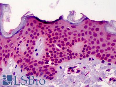 Anti-NUP107 antibody IHC of human skin. Immunohistochemistry of formalin-fixed, paraffin-embedded tissue after heat-induced antigen retrieval. Antibody LS-B4984 concentration 5 ug/ml.