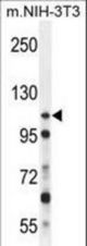 NUP107 Antibody western blot of mouse NIH-3T3 cell line lysates (35 ug/lane). The NUP107 antibody detected the NUP107 protein (arrow).