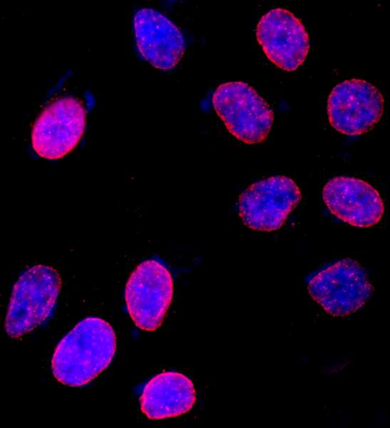 Detection of Human NUP153 by Immunocytochemistry. Sample: Formaldehyde-fixed asynchronous HeLa cells. Antibody: Affinity purified rabbit anti-NUP153 used at a dilution of 1:200 (1 ug/ml). Detection: Red-fluorescent goat anti-rabbit IgG highly cross-adsorbed Antibody used at a dilution of 1:100.