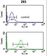 NUP153 Antibody flow cytometry of 293 cells (bottom histogram) compared to a negative control cell (top histogram). FITC-conjugated goat-anti-rabbit secondary antibodies were used for the analysis.