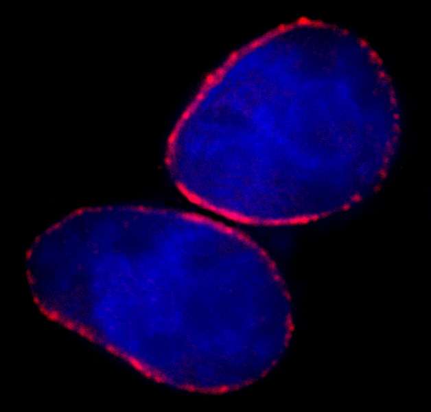 Detection of Human NUP153 by Immunocytochemistry. Sample: NBF-fixed asynchronous HeLa cells. Antibody: Affinity purified rabbit anti-NUP153 used at a dilution of 1:250. Detection: Red-fluorescent goat anti-rabbit IgG highly cross-adsorbed Antibody used at a dilution of 1:100.