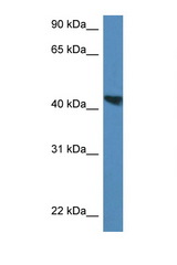 MEIS3 antibody LS-C145218 Western blot of Rat Lung lysate. Antibody concentration 1 ug/ml.