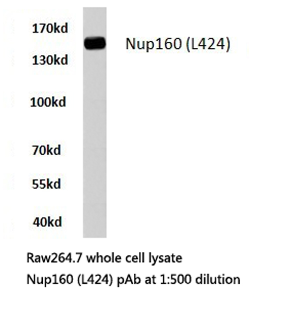 Western blot of Nup160 (L424) pAb in extracts from RAW264.7 cells.