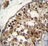 NUP160 Antibody immunohistochemistry of formalin-fixed and paraffin-embedded human testis tissue followed by peroxidase-conjugated secondary antibody and DAB staining.