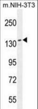 NUP160 Antibody western blot of mouse NIH-3T3 cell line lysates (35 ug/lane). The NUP160 antibody detected the NUP160 protein (arrow).