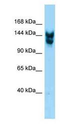 NUP160 antibody Western Blot of Mouse Small Intestine.