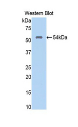 Western blot of recombinant NUP188.