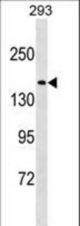 NU188 Antibody western blot of 293 cell line lysates (35 ug/lane). The NU188 antibody detected the NU188 protein (arrow).