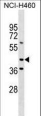 MEIS3 Antibody western blot of NCI-H460 cell line lysates (35 ug/lane). The MEIS3 antibody detected the MEIS3 protein (arrow).