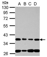 Sample (30 ug of whole cell lysate) A: 293T B: A431 C: HeLa D: HepG2 10% SDS PAGE NUP35 / NUP53 antibody diluted at 1:1000