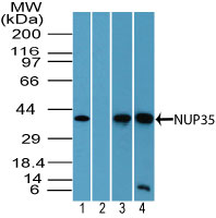 Western blot of NUP35 in human liver lysate in the 1) absence and 2) presence of immunizing peptide, 3) mouse brain lysate and 4) rat brain lysate using LS-C148601 at 2 ug/ml, 2 ug/ml, 1 ug/ml and 1 ug/ml respectively. Goat anti-rabbit Ig HRP secondary antibody, and PicoTect ECL substrate solution, were used for this test.