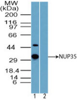 Western blot of NUP35 in human liver lysate in the 1) absence and 2) presence of immunizing peptide using LS-B7978 at 1.0 ug/ml. Goat anti-rabbit Ig HRP secondary antibody, and PicoTect ECL substrate solution, were used for this test.