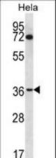 NUP35 Antibody western blot of HeLa cell line lysates (35 ug/lane). The NUP35 antibody detected the NUP35 protein (arrow).