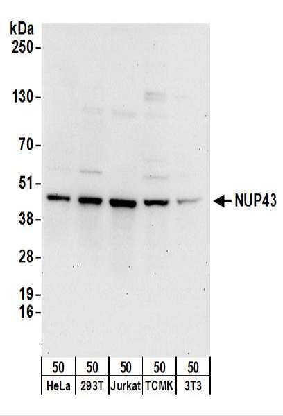 Detection of Human and Mouse NUP43 by Western Blot. Samples: Whole cell lysate (50 ug) from HeLa, 293T, Jurkat, mouse TCMK-1, and mouse NIH3T3 cells. Antibodies: Affinity purified rabbit anti-NUP43 antibody used for WB at 0.4 ug/ml. Detection: Chemiluminescence with an exposure time of 30 seconds.