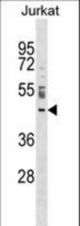 NUP43 Antibody western blot of Jurkat cell line lysates (35 ug/lane). The NUP43 antibody detected the NUP43 protein (arrow).