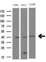 Western blot of extracts (10ug) from 2 different cell lines and 1 human tissue by using anti-NUP43 monoclonal antibody at 1:200 dilution.
