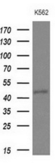 Western blot of extracts (10ug) from 1 cell line by using anti-NUP43 monoclonal antibody at 1:200 dilution.