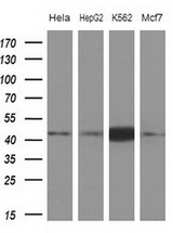 Western blot of extracts (10ug) from 4 different cell lines by using anti-NUP43 monoclonal antibody at 1:200 dilution.