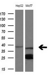 Western blot of extracts (10ug) from 2 different cell lines by using anti- NUP43monoclonal antibody at 1:200 dilution.
